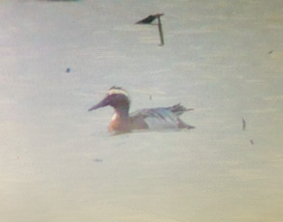 eBird Checklist 3 Apr 2023 Loess Bluffs NWREagle Pool 18 species