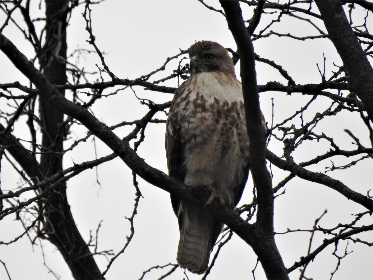 Red-tailed Hawk (abieticola) - ML553181841