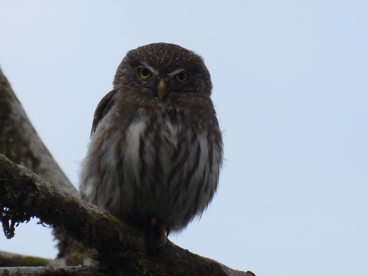 Ferruginous Pygmy-Owl - ML553182361