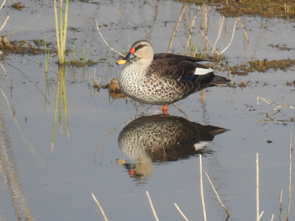 Indian Spot-billed Duck - ML55318841