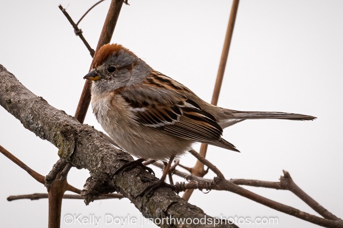 American Tree Sparrow - ML553189301