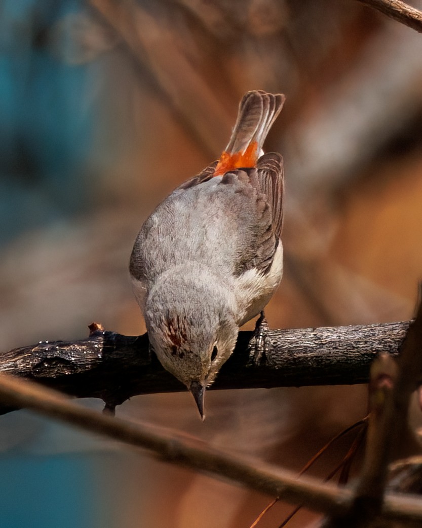 Lucy's Warbler - ML553191021