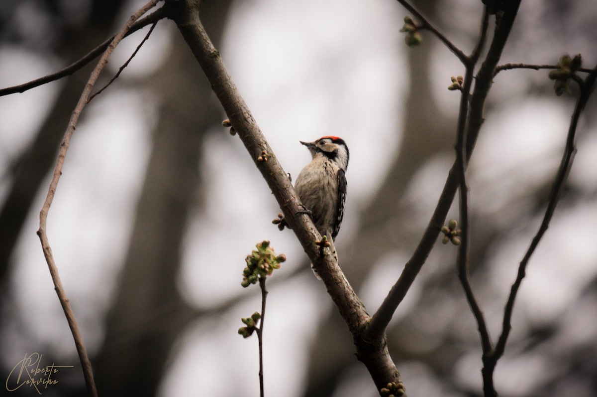 Lesser Spotted Woodpecker - ML553198501