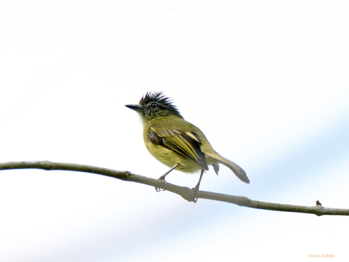 Gray-crowned Flatbill - ML553198521