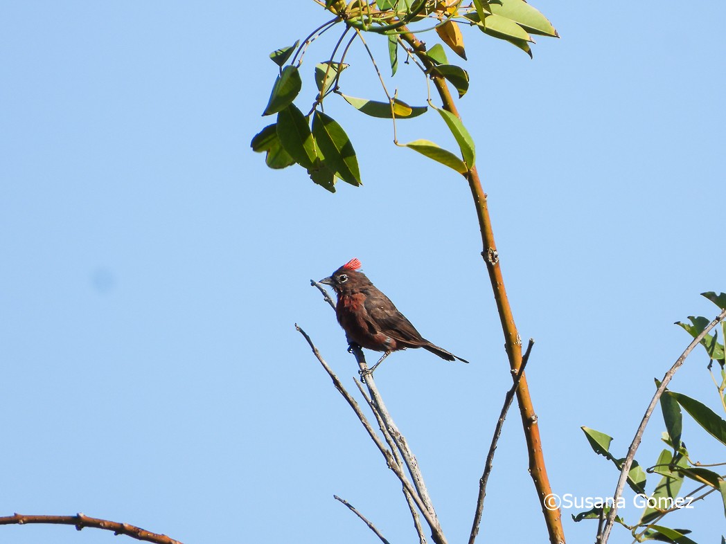 Red-crested Finch - ML553202841