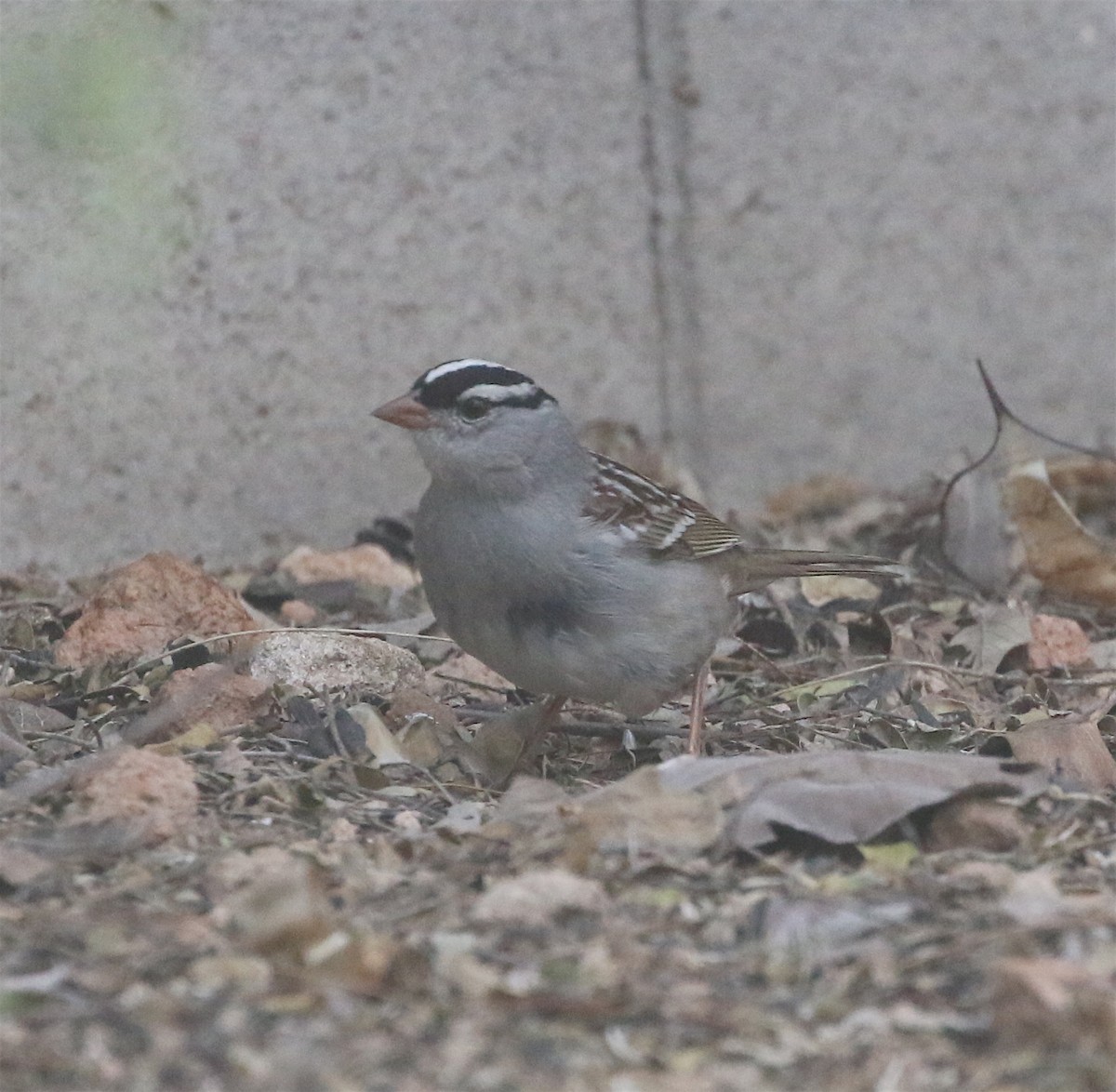 White-crowned Sparrow (oriantha) - ML553203961