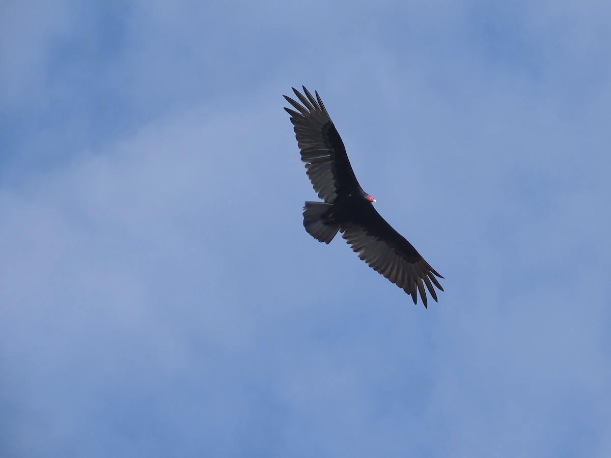 Turkey Vulture - ML553209301