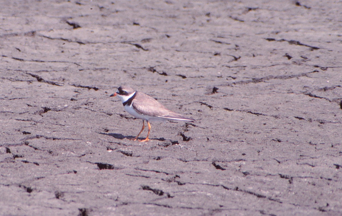 Semipalmated Plover - ML55321331