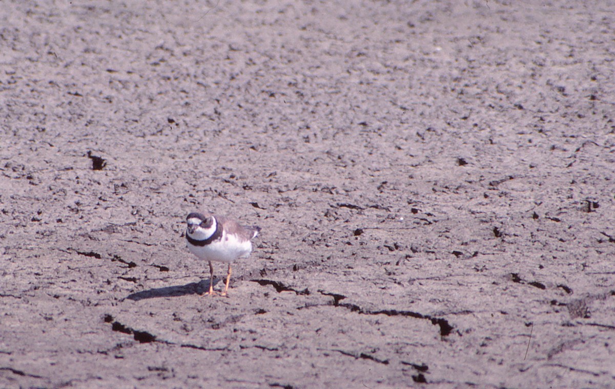 Semipalmated Plover - ML55321341