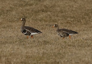 Greater White-fronted Goose, ML553215541