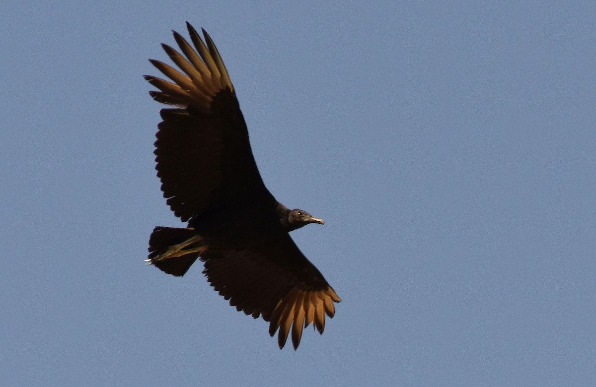 Black Vulture - ML55322191