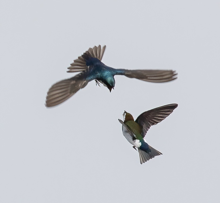 Violet-green Swallow - Jeff Todoroff