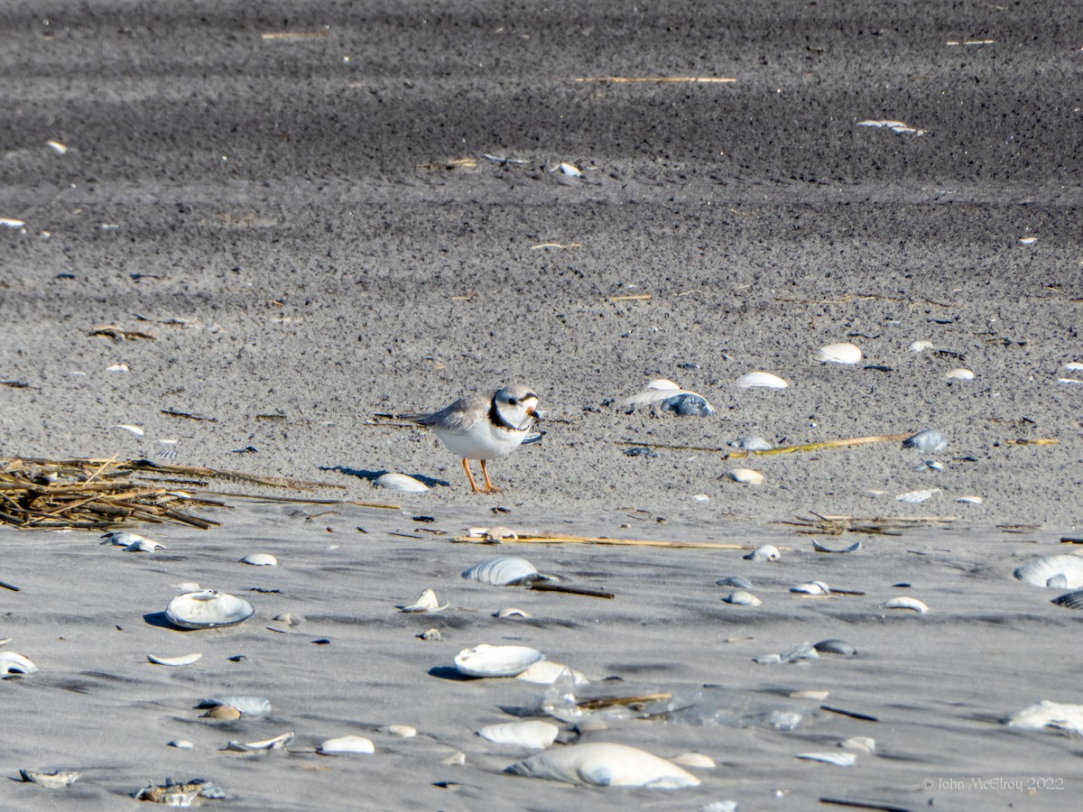 Piping Plover - ML553223531