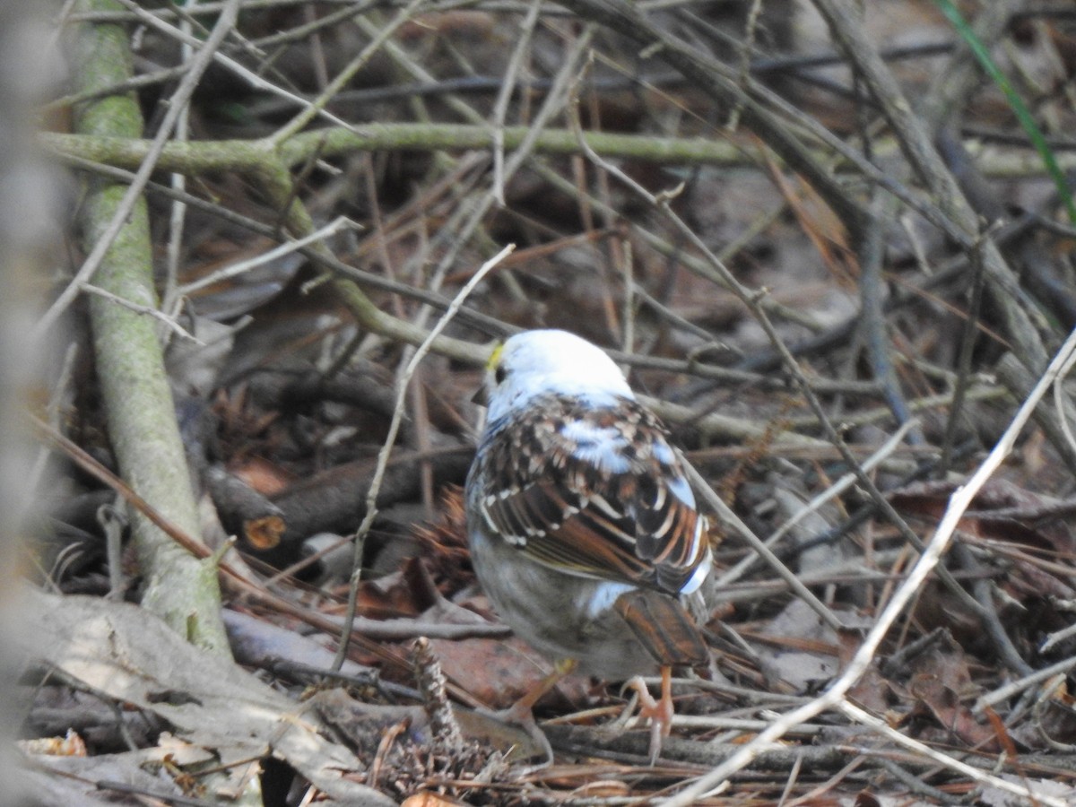 White-throated Sparrow - Ryne VanKrevelen