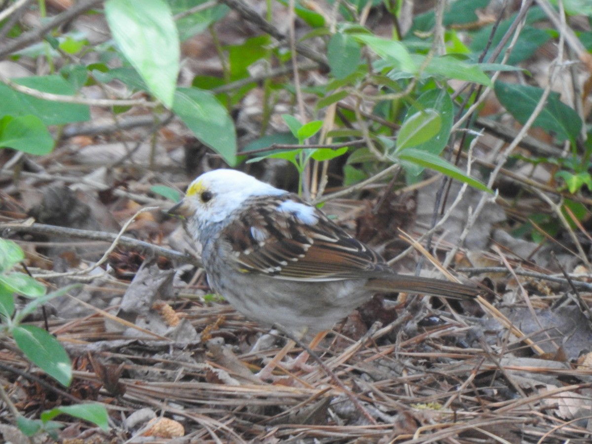 White-throated Sparrow - ML553224901