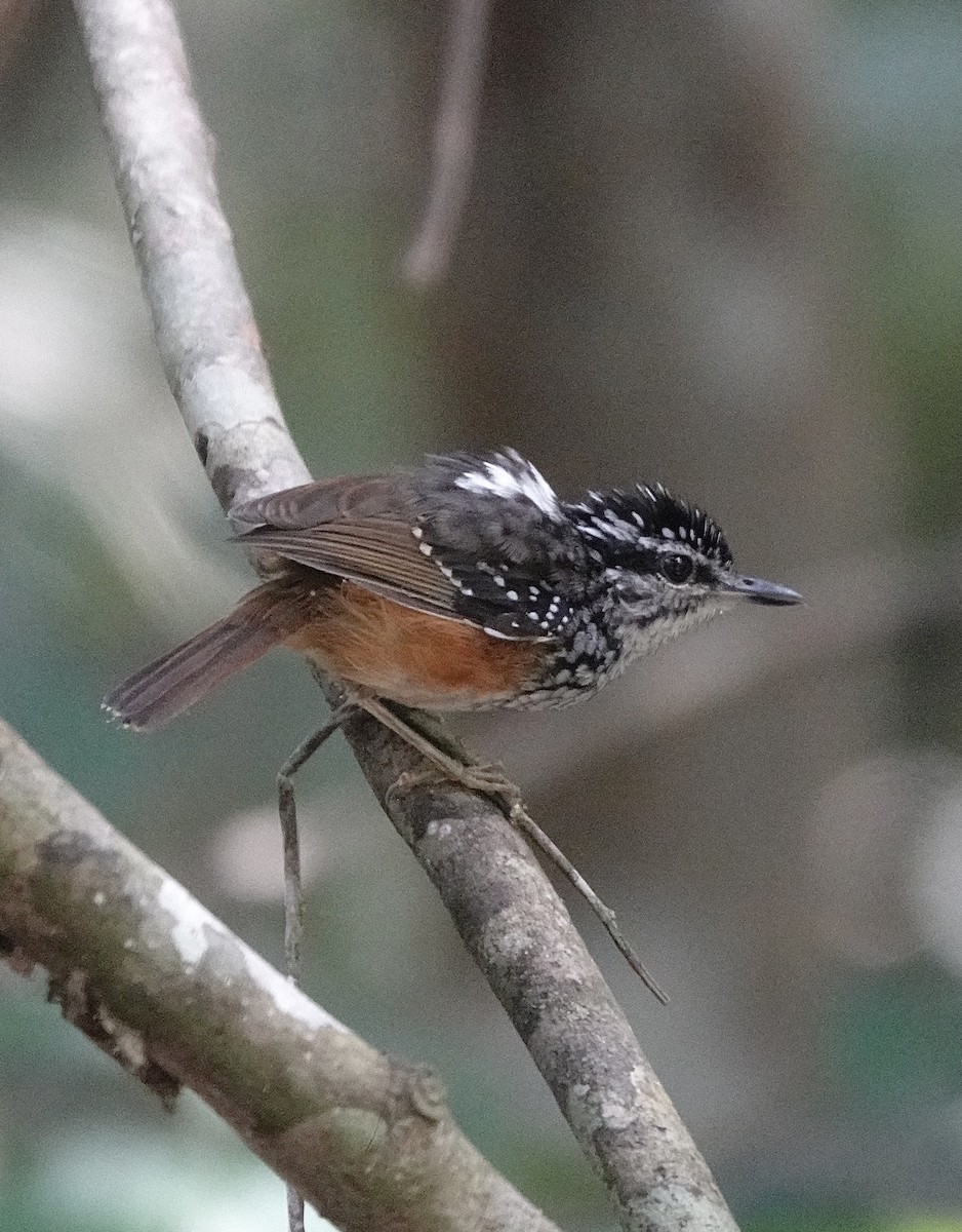 Guianan Warbling-Antbird - ML553225821