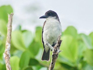  - Giant Kingbird