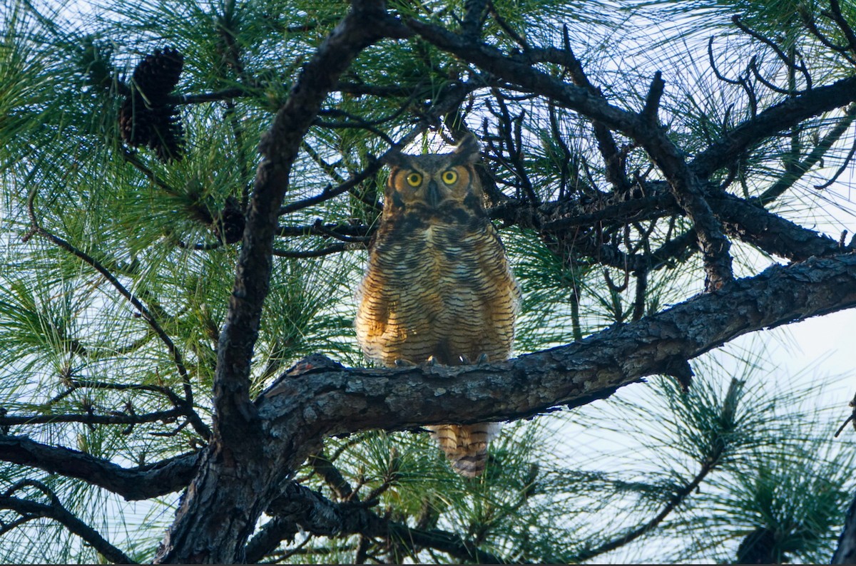 eBird Checklist 3 Apr 2023 North Jupiter Flatwoods Natural Area