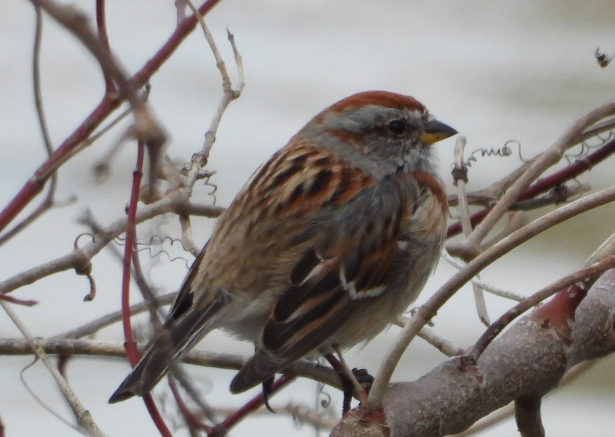 American Tree Sparrow - ML553232851