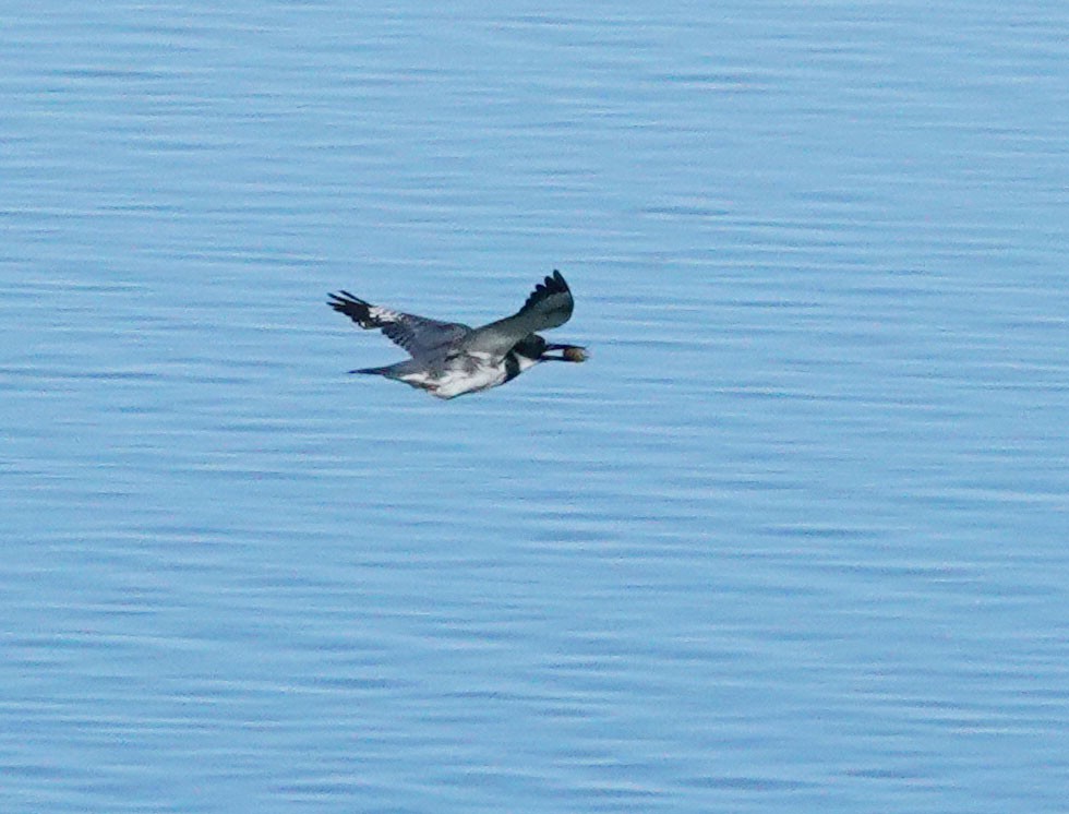 Belted Kingfisher - ML553233011