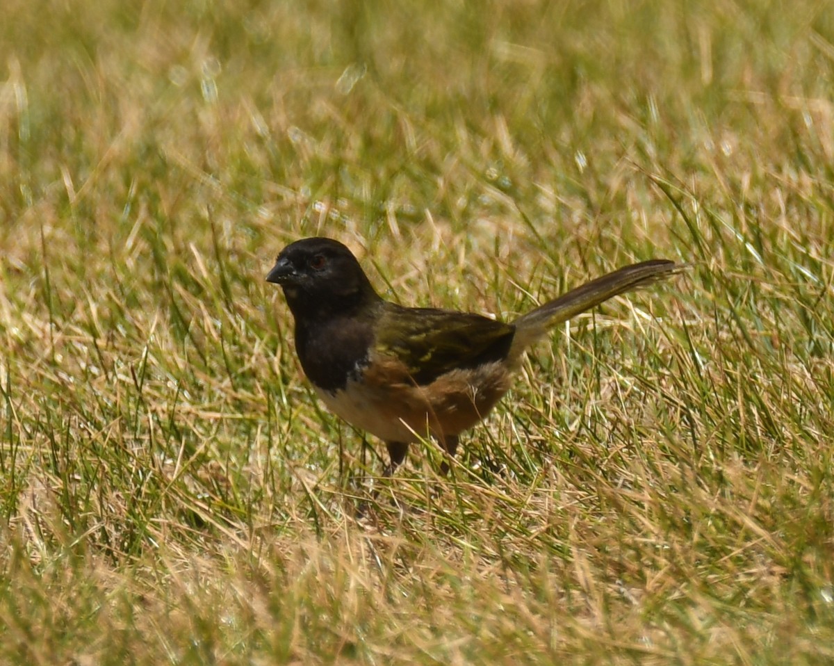 Spotted Towhee (Olive-backed) - ML553238511