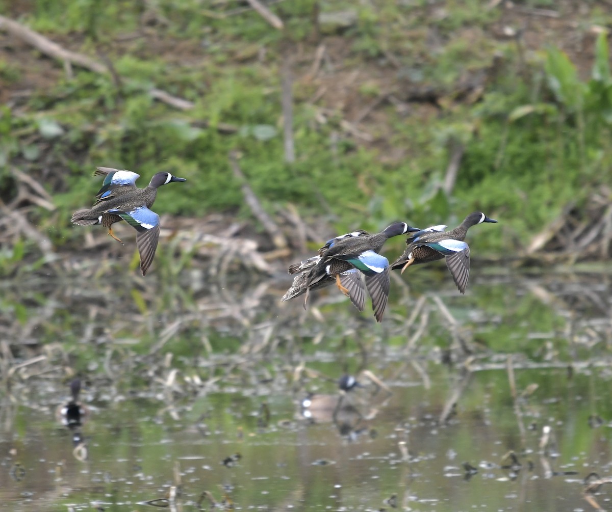 Blue-winged Teal - ML553243421