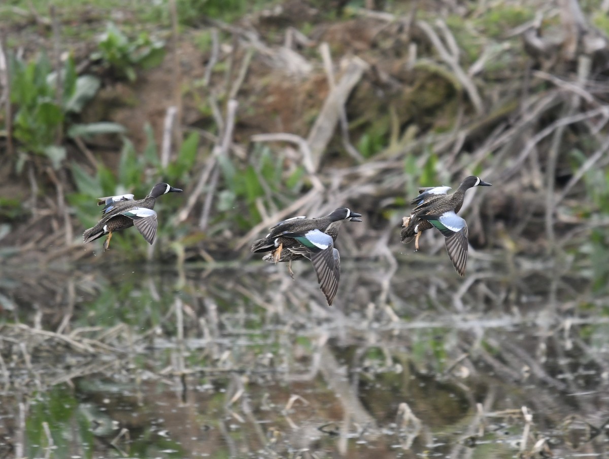 Blue-winged Teal - ML553244391