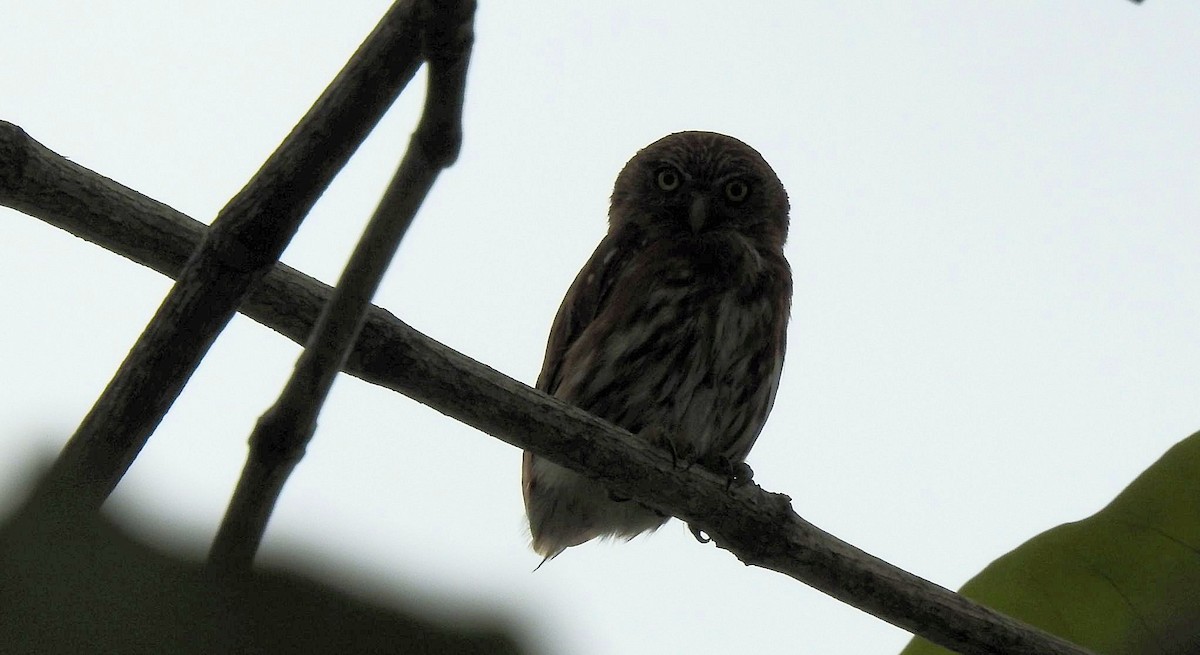 Peruvian Pygmy-Owl - ML553250851
