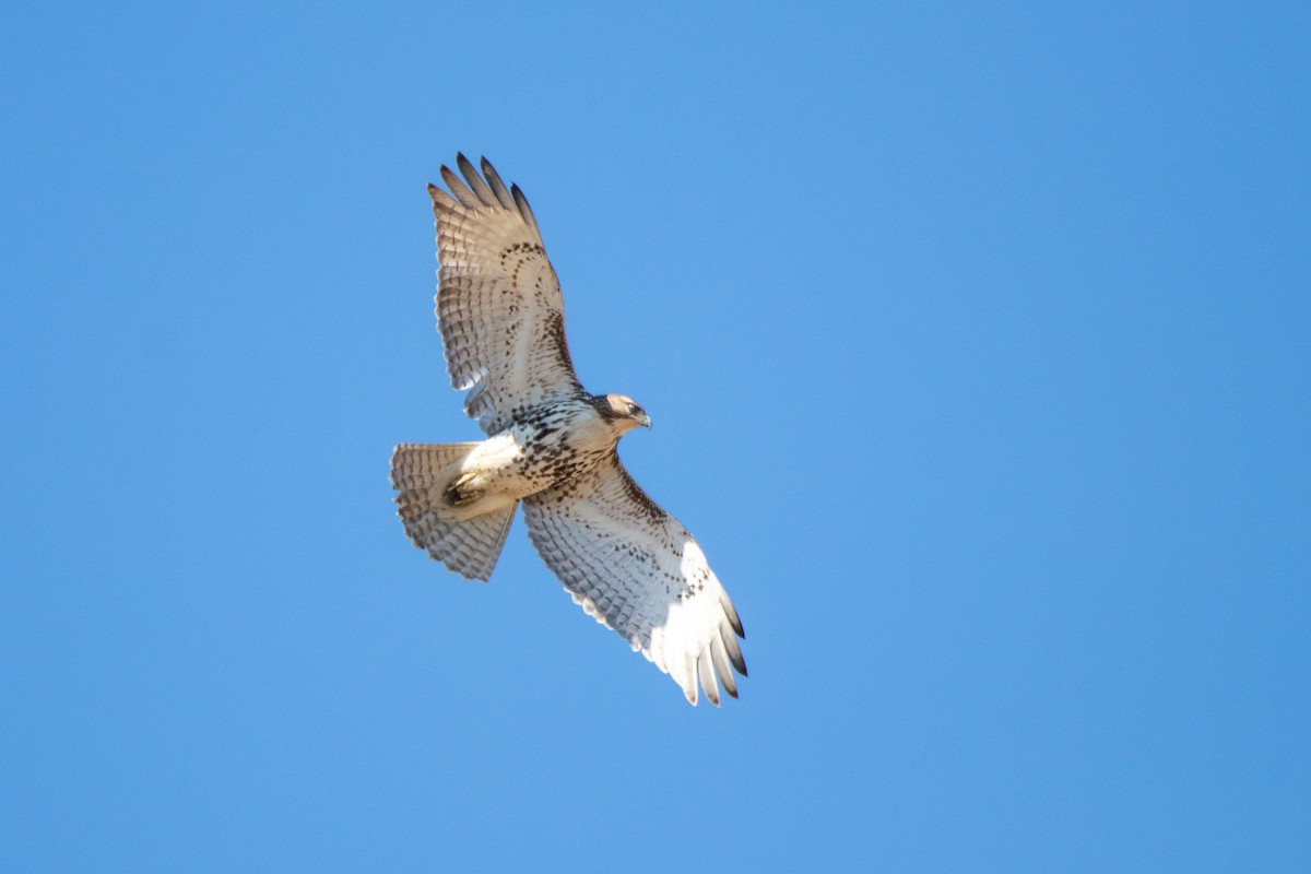 Red-tailed Hawk - ML553254011