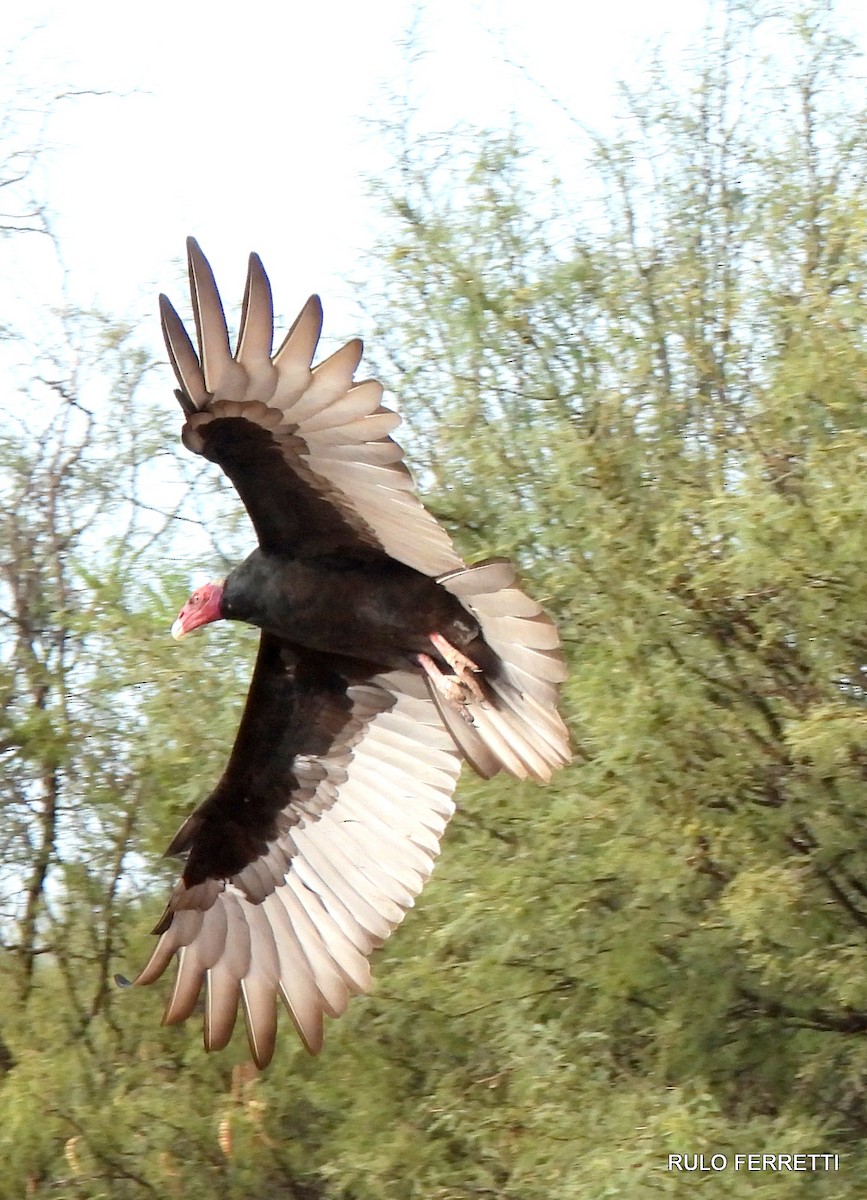 Turkey Vulture - feliciano osvaldo ferretti