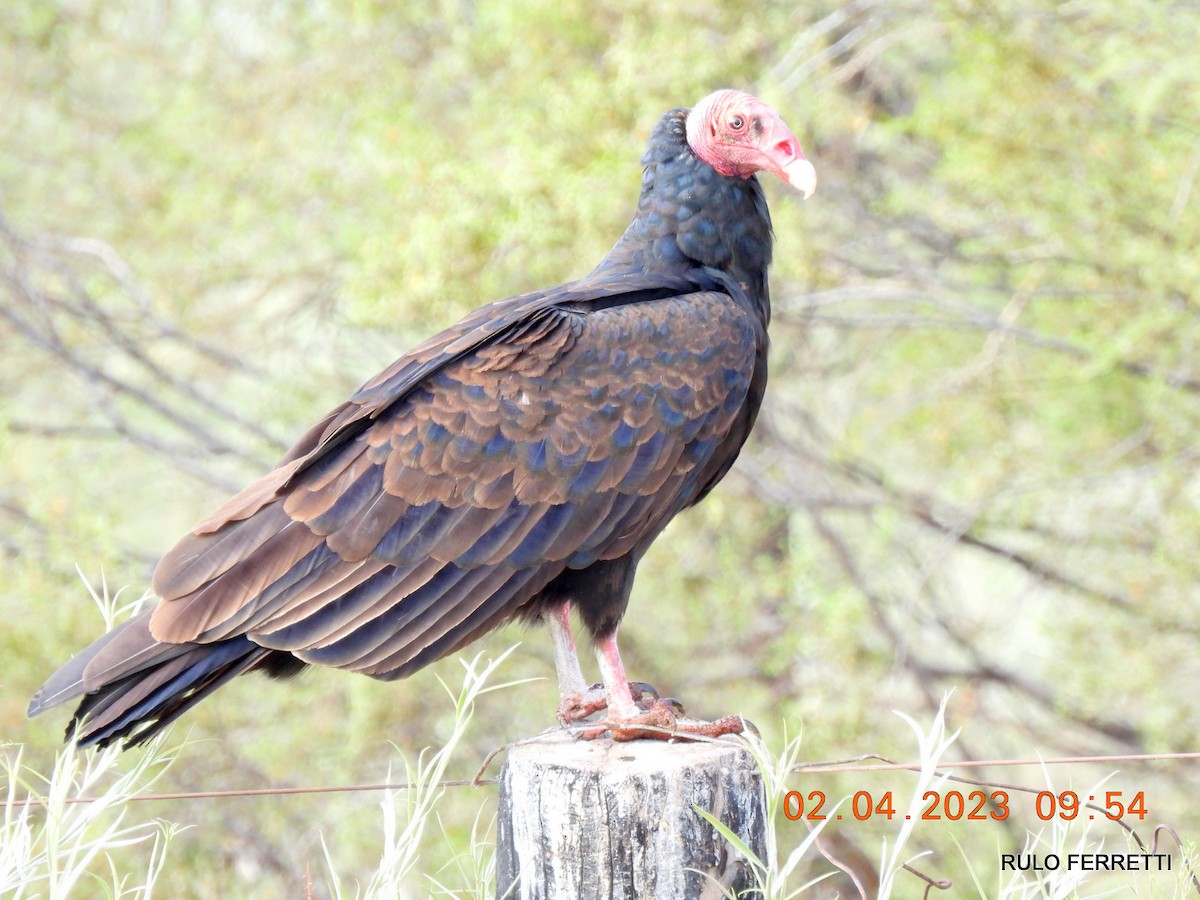 Turkey Vulture - feliciano osvaldo ferretti