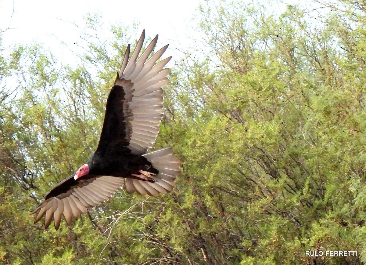 Turkey Vulture - ML553259761