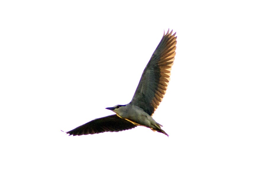 Black-crowned Night Heron - Richard Bunn