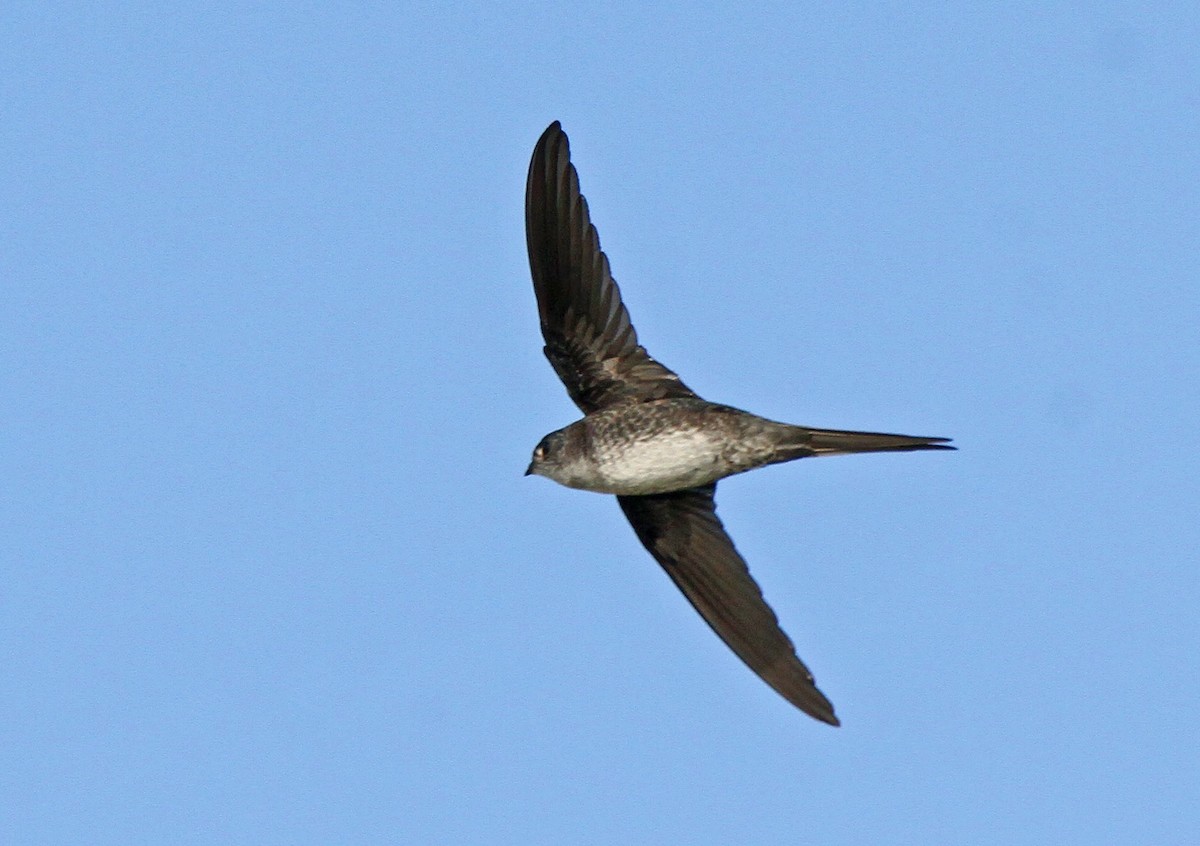 Fork-tailed Palm Swift - Roger Ahlman