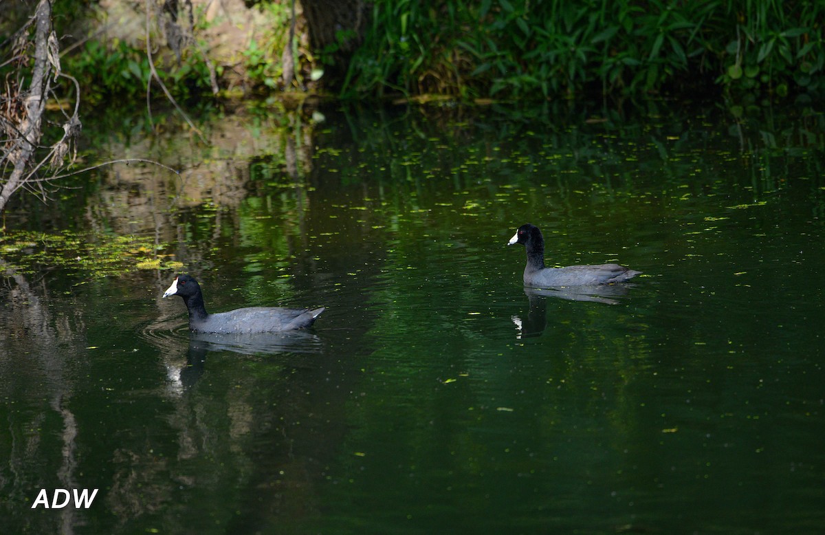 American Coot - Ardell Winters