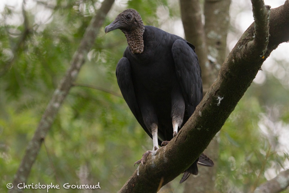 Black Vulture - Christophe Gouraud