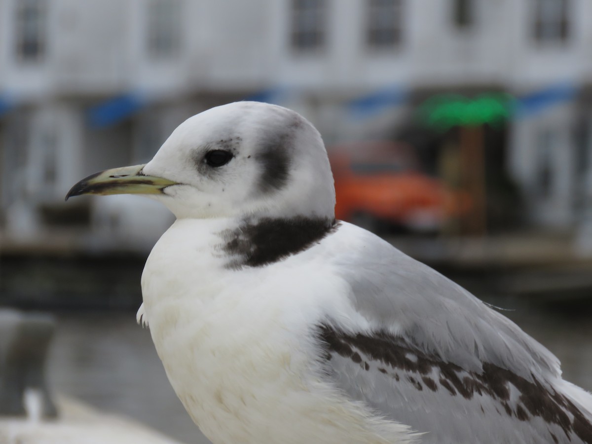 Mouette tridactyle - ML553267621