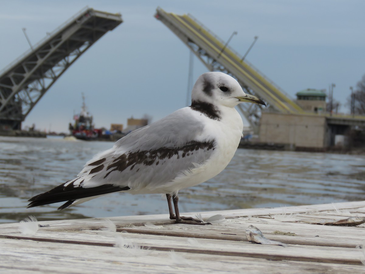 Mouette tridactyle - ML553267631