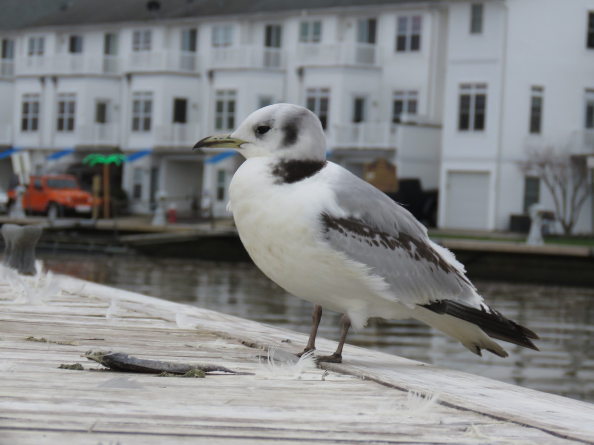 Mouette tridactyle - ML553267641