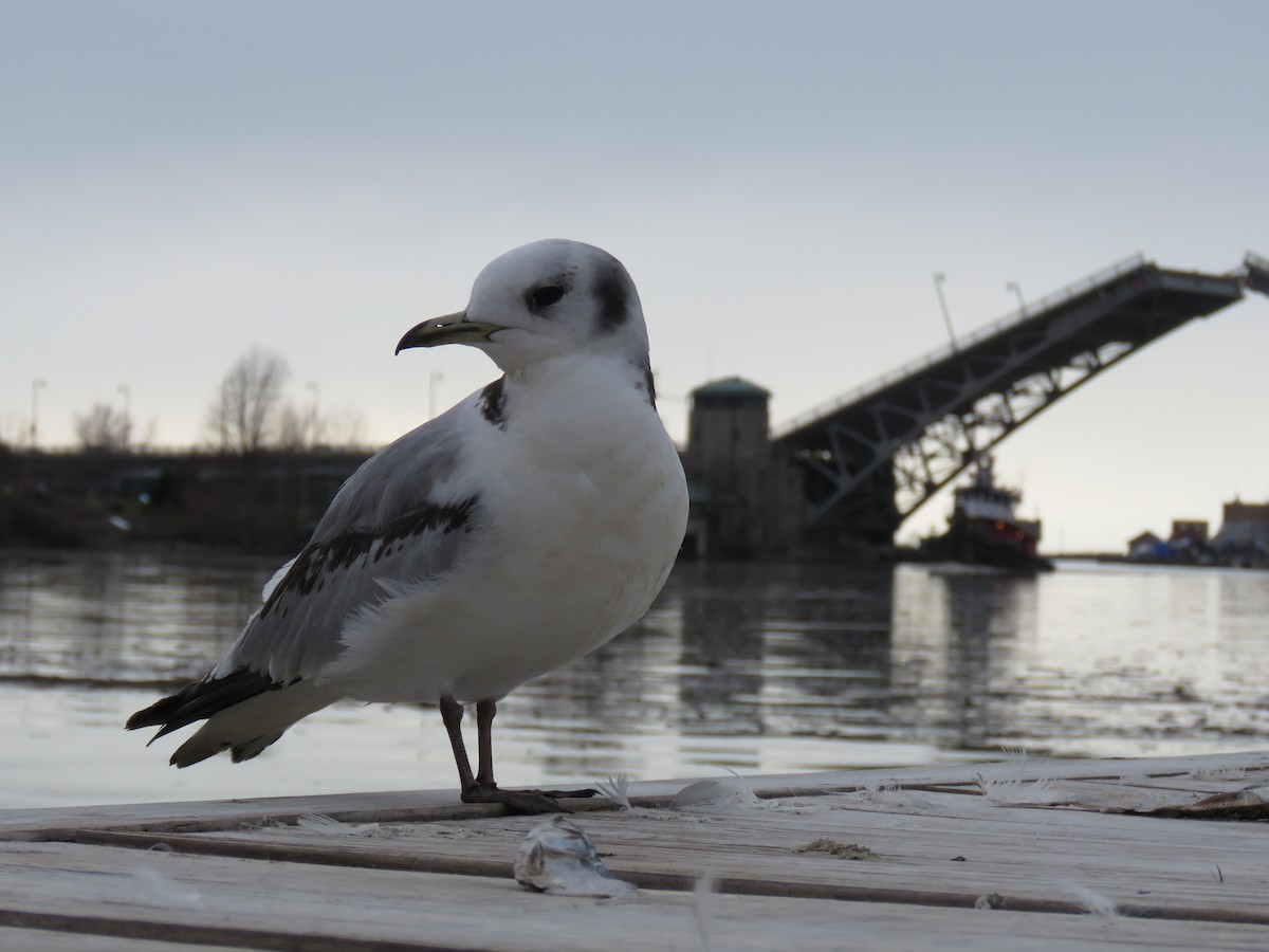 Mouette tridactyle - ML553267731