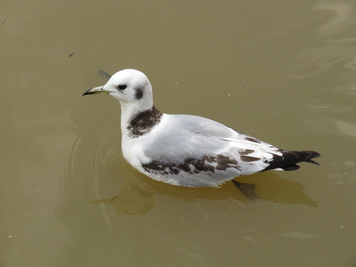 Mouette tridactyle - ML553267871