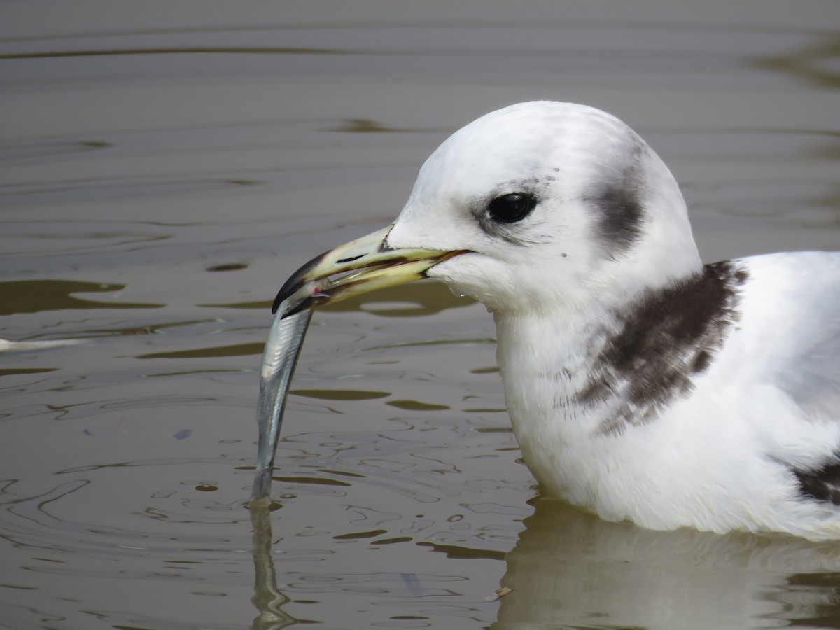 Mouette tridactyle - ML553267881