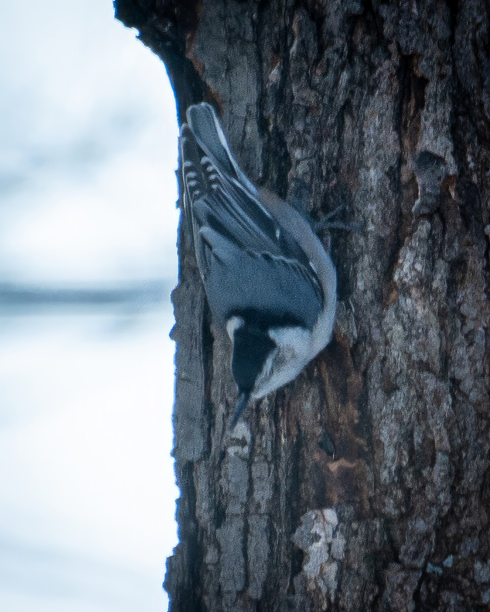 White-breasted Nuthatch - ML553270421