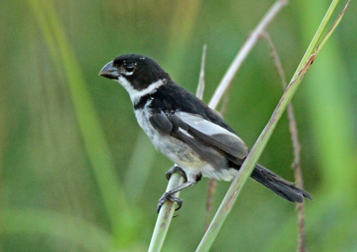 Wing-barred Seedeater (Caqueta) - ML55327111