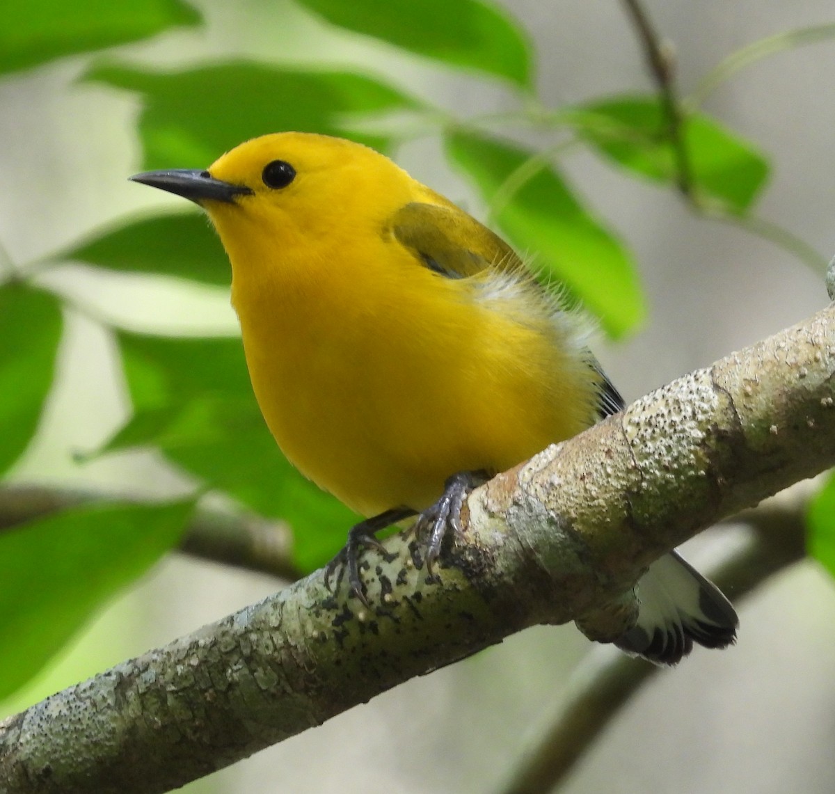 Prothonotary Warbler - ML553271221