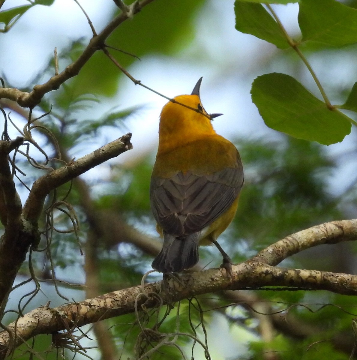Prothonotary Warbler - ML553271261