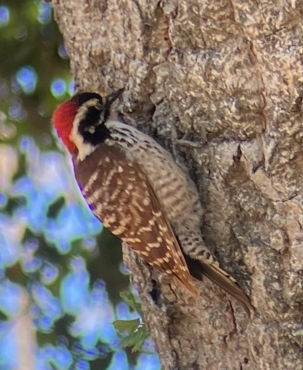 Nuttall's Woodpecker - ML553271571