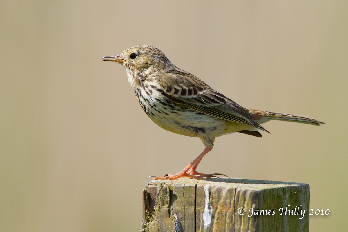 Meadow Pipit - ML553273041