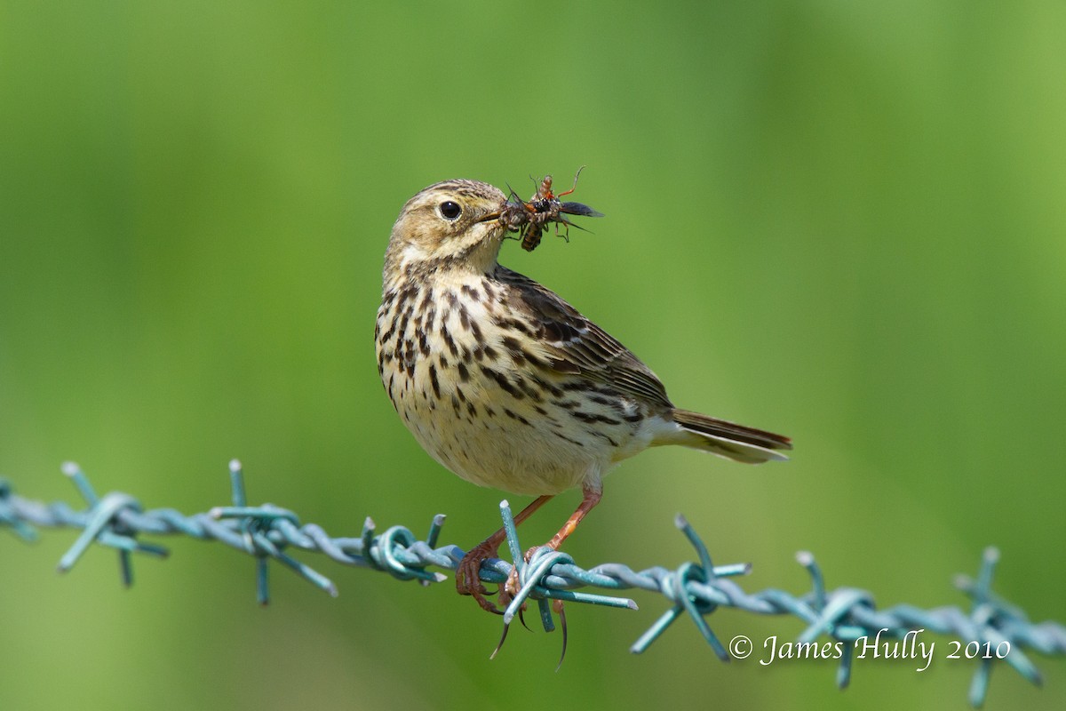 Meadow Pipit - ML553273071