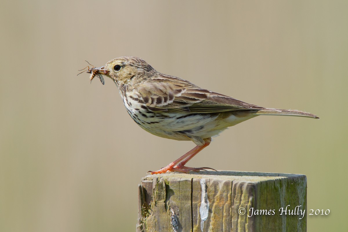Meadow Pipit - ML553273081